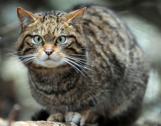 Scotland's wildcat population is on a 'knife-edge.' Picture: Ian Rutherford