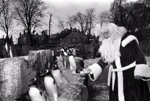 The offer of mince pies and Christmas pudding is rebuffed by the penguins. Picture: TSPL