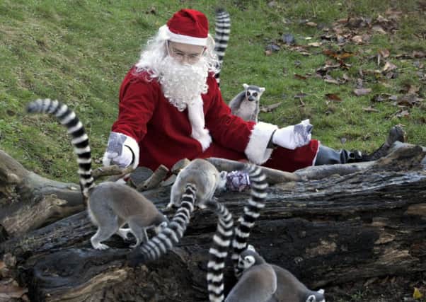 Lemurs await their gifts from Santa at Edinburgh Zoo. Picture: Ian Rutherford