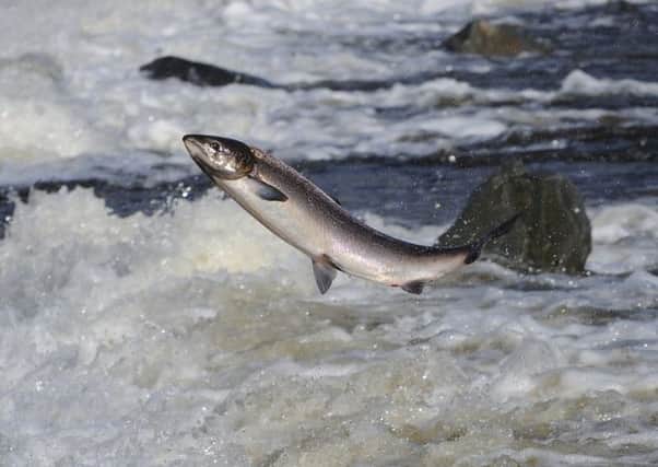 Despite the loss of 300,000 young salmon, the fish farm's survival is not in jeopardy. File Picture: Grant Kinghorn