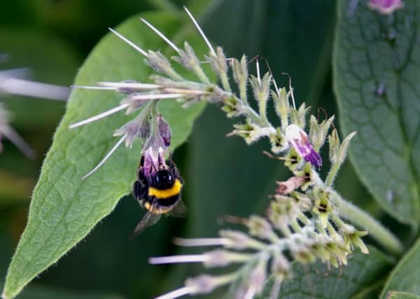 Picture: Helen Pugh