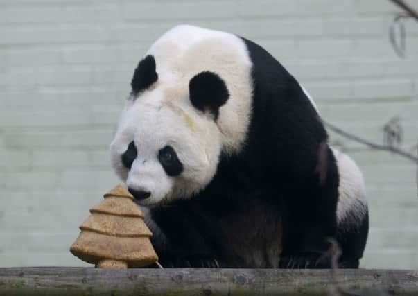 Tian Tian enjoys a festive Christmas treat in her enclosure. Picture: Hemedia