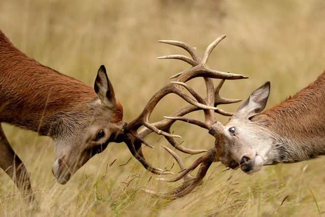 Two young Red deer stags practice their rutting in the long grass. Picture: PA