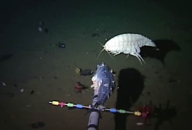 The Supergiant Amphipod pictured feeding at bait. Picture: Oceanlab/YouTube