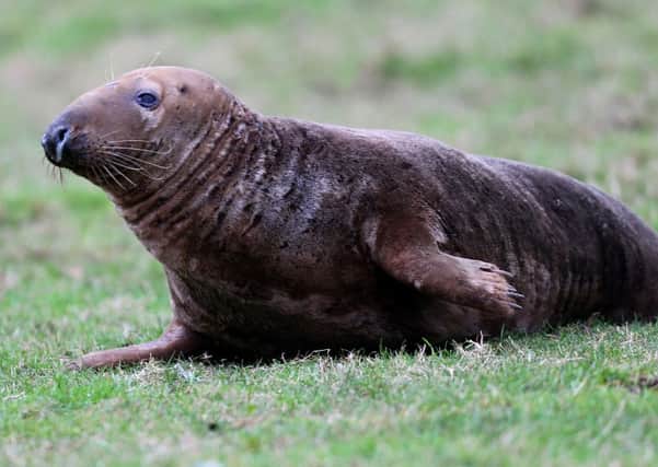 A seal sits in a farmer's field in St Helen's. Picture: PA