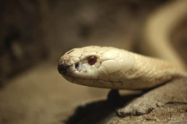 The mamba is one of the most venomous reptiles in all Africa. Picture: Getty