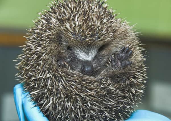 A woman called 999 over a 'scary' hedgehog in her garden. Picture: Contributed