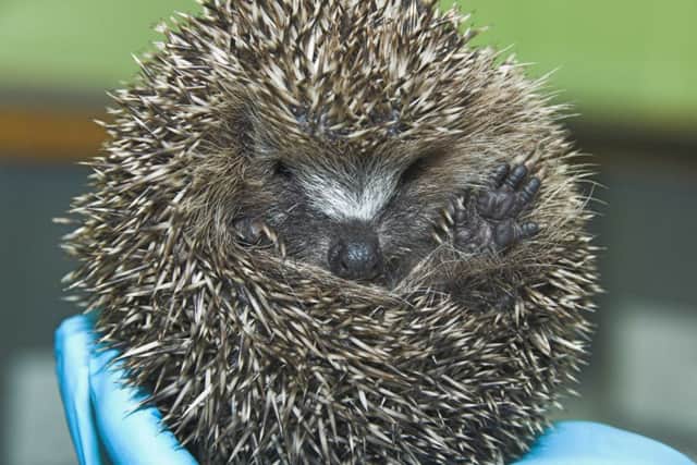 A woman called 999 over a 'scary' hedgehog in her garden. Picture: Contributed