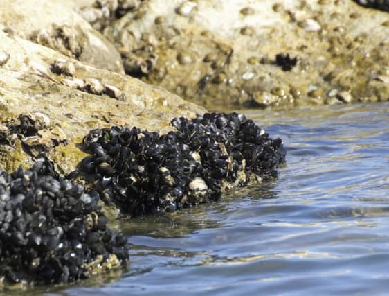 Acidic water makes mussel shells more brittle. Picture: Getty
