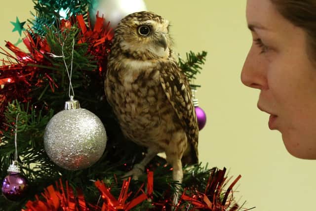 Blair Drummond Safari Park keeper Laura Downie with Ant the burrowing owl. Picture: PA