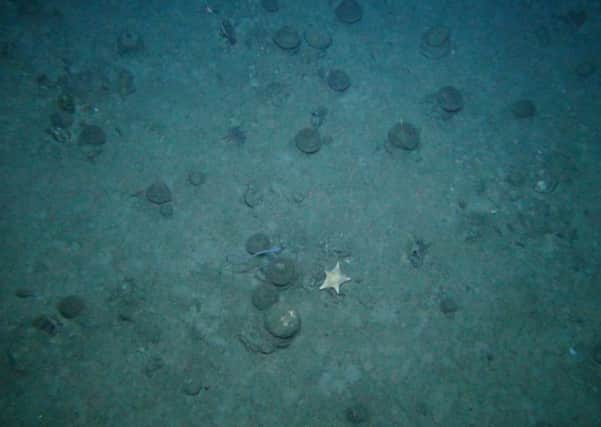 Rosemary Bank is home to the largest sponge reef in UK. Picture: Contributed