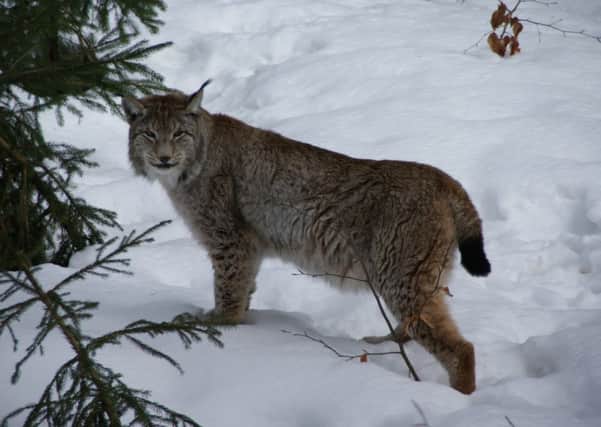 The Scottish Wildlife Trust said there was a moral and ecological case for the return of the once native Eurasian lynx. Picture: Wikipedia
