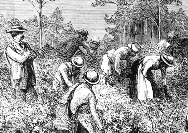A landowner oversees cotton pickers at work on a plantation in the southern states in the 1870s. Picture: Hulton Archive/Getty