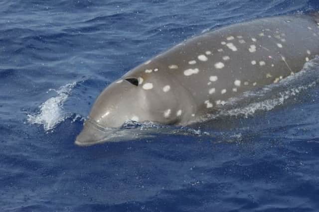 The Cuvier's beaked whale is the world's deepest diving mammal. Picture: AP