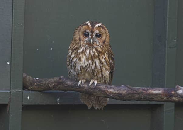 The tawny owl is recovering after becoming trapped in a discarded fishing line. Picture: Scottish SPCA