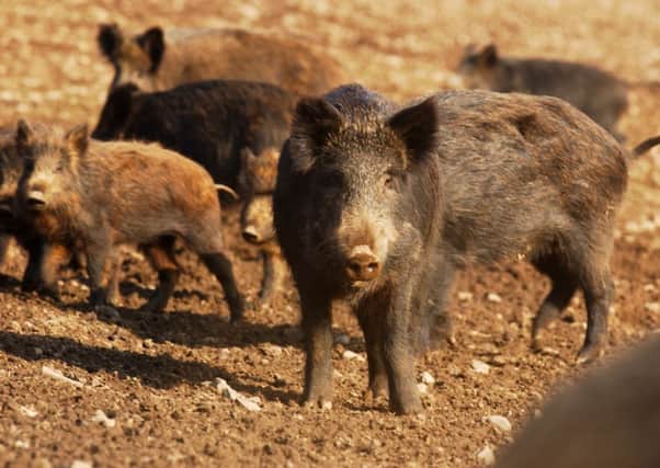 The attack happened a day after a boar caused a crash which killed a man on the M4, not far from Annes home. Picture: TSPL
