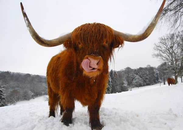 Little Al the highland cow licks the snow off his nose. Picture: 

Rosie O'Brien