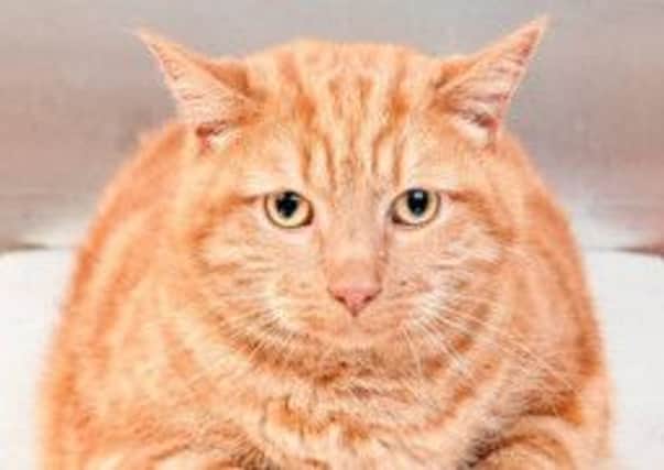 Fat cat Zorro sliced through the flab to be crowned Scotland's pet slimmer of the year by PDSA. Picture: PDSA