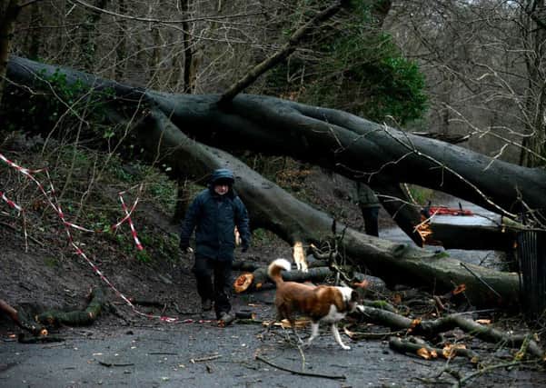 A downed tree blocks a popular dog walkers trail in Glasgows Botanic Gardens. Picture: Hemedia