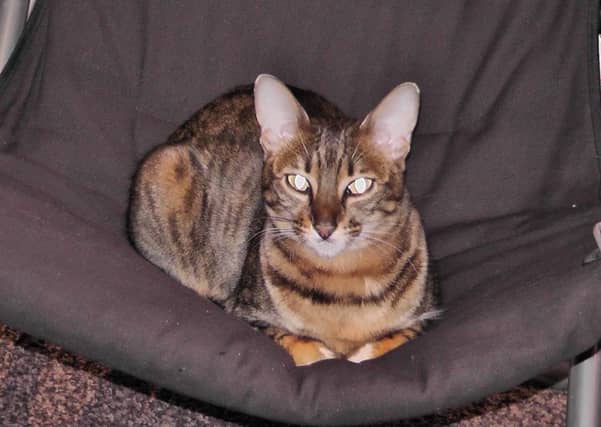 Poppy was put down after being shot several times by a pellet gun. Picture: SSPCA
