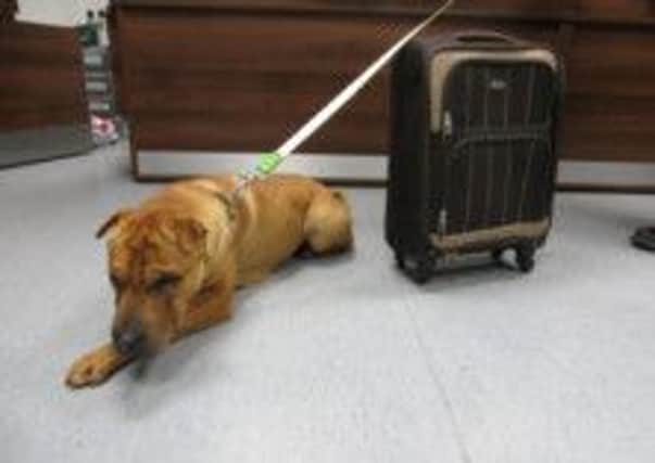 Kai was found abandoned at Ayr railway station along with a suitcase containing his belongings. Picture: Johnston Press