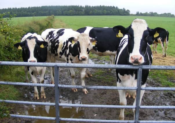Payments to dairy farmers are being withheld by First Milk following a crash in the price of milk. Picture: Johnston Press