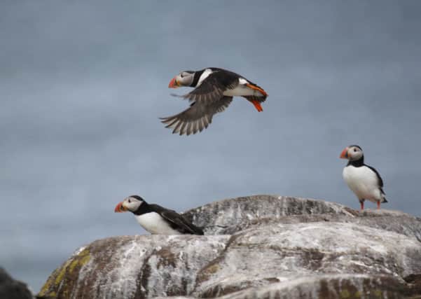 The RSPB fear indigenous birds such as Puffins will be threatened by the new wind farms. Picture: Contributed