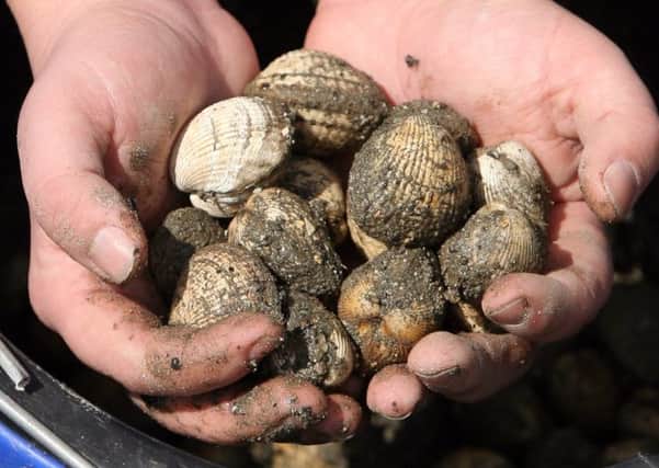 Thousands of tonnes of cockles are dying due to chronic mismanagement of the Solway Firth, a new report has found. Picture: Getty
