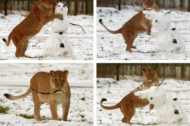 A composite photo showing a lion at Blair Drummond Safari Park near Stirling in Scotland. Picture: PA