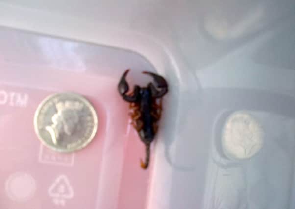 Horrified charity workers told of their shock at discovering a venomous scorpion running through their office. Picture: Centre Press