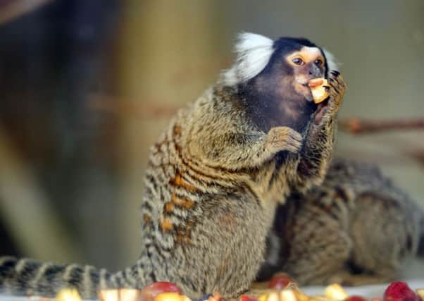 Two common marmoset monkeys, not pictured, have been stolen from an address in the Highlands. Picture: Ian Rutherford