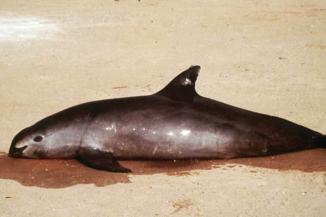 A dead vaquita marina on a beach by the Sea of Cortez. Picture: AP