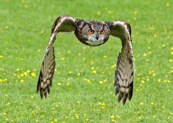 An eagle owl similar to the one roaming the skies above Blair Atholl. Picture: Walter Baxter
