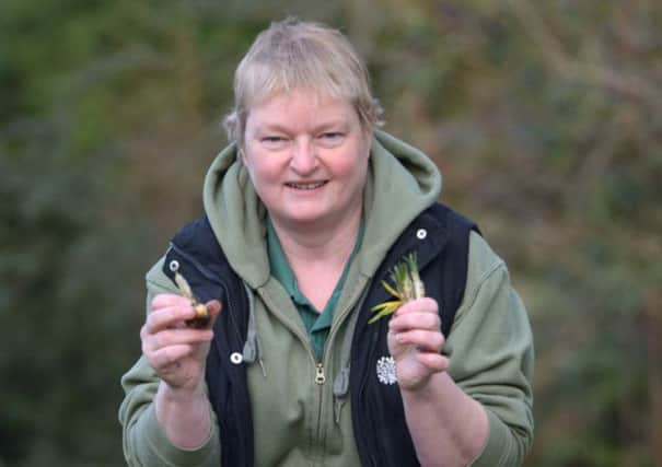 Fiona Inches examines the remains of her crocuses, eaten by badgers despite night eyes beside the plants. Picture: Mike Day