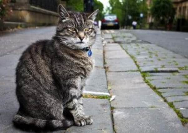 Miller the cat, who became a fixture at the University of Glasgow, has died. Picture: Ross Barker/University of Glasgow/Facebook
