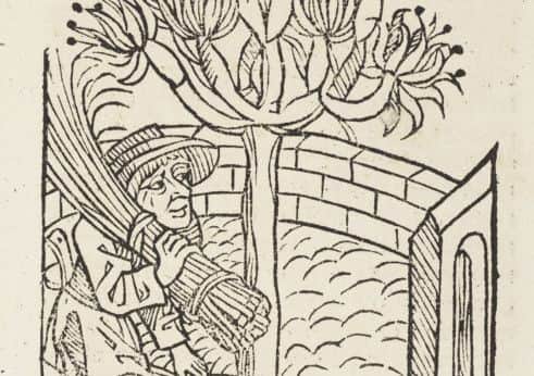 Illustration from Henry VIII's copy of the gardening manual, c. 1490-5. Picture: Contributed