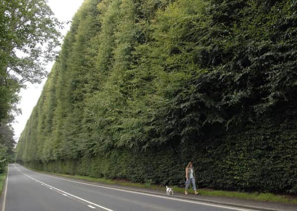Some hedges are a thing of beauty, others cause disputes and legal action. Picture: Ian Rutherford