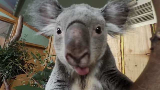 A koala bear at Edinburgh Zoo gets in on the selfie craze. Picture: Hemedia