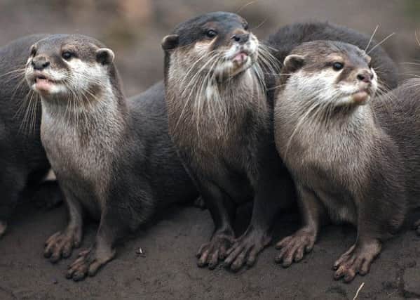 Asian small-clawed otters, the worlds smallest species