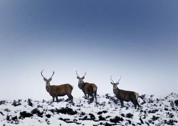 Three wild red deer stags in the snow on a hillside near Aviemore. Picture: David Cheskin/PA