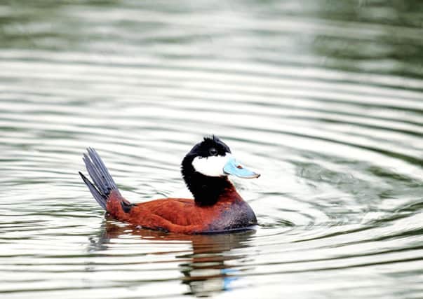 The ruddy duck, a native of north America, escaped from a private estate in England. Picture: Getty