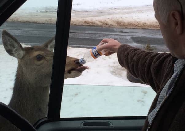 The two men fed Irn-Bru to the deer but their actions have sparked anger. Picture: Contributed
