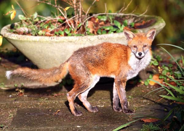The Scottish SPCA said that Fox-hunting is an abhorrent and illegal activity. Picture: PA