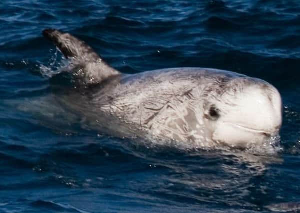 A Risso's dolphin was found stranded on a Scottish sea loch. Picture: Wikimedia/CC
