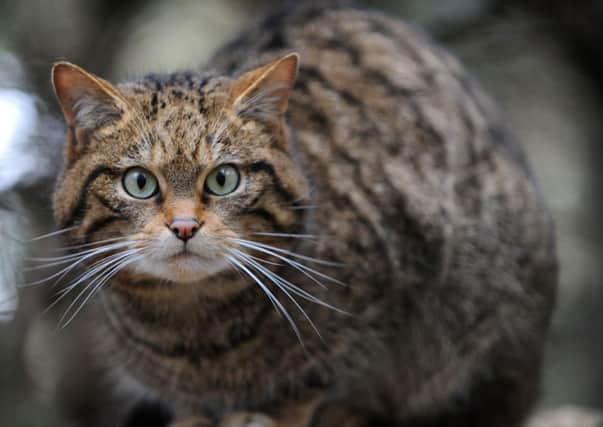 A female Scottish wildcat. The species' numbers have dwindled to the brink of extinction, but a sanctuary designated to protect the animals is about to double in size. Picture: Ian Rutherford