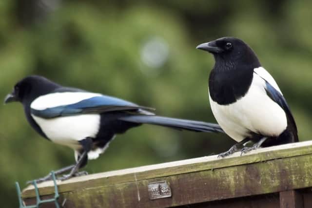 Magpies: 400 pound insurance claim. Picture: Contributed