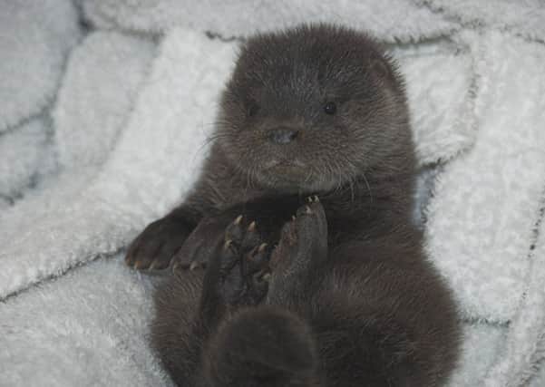Dipper, the adorable eight week old cub was discovered in Methven and is now recovering. Picture: Contributed