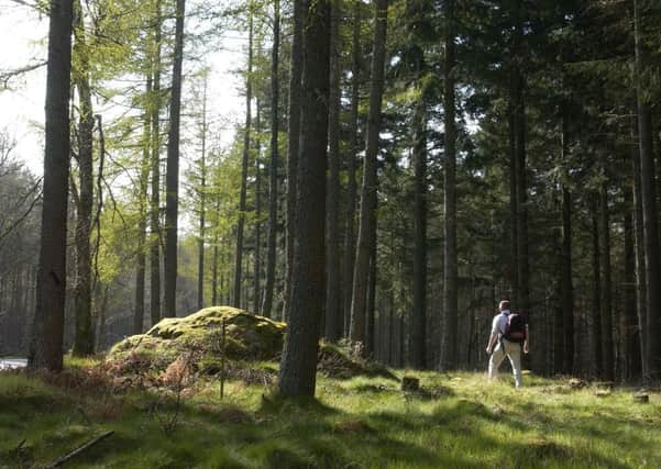 Scottish Woodlands: £10m turnover increase. Picture: Jon Savage