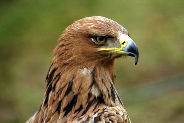 A close-up of a golden eagle. Picture: TSPL