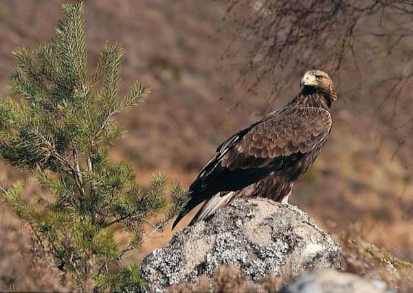 The six-month study will be the first official count of golden eagles since 2003 and the fourth since records began. Picture: PA